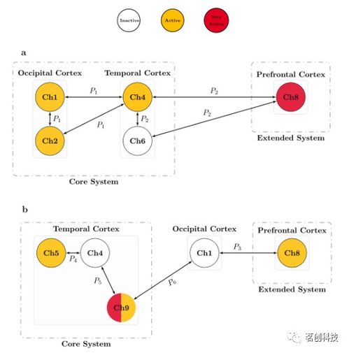 發展認知神經科學 基于可解釋人工智能模型的嬰兒fNIRS數據分析與基礎軟件開發